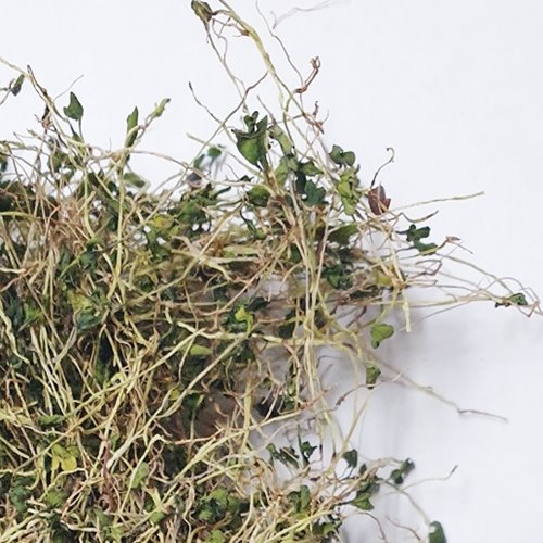 브로콜리 싹 50g (Brassica Oleracea Italica (Broccoli) Sprout) 국산-청주