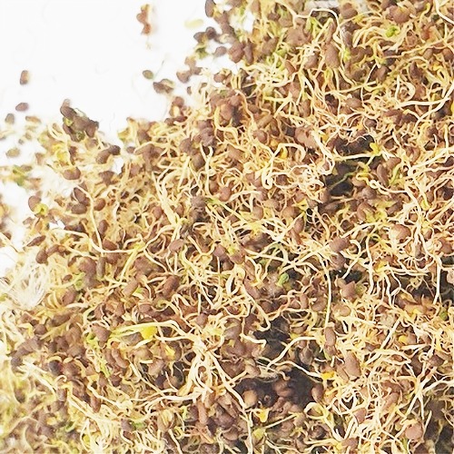 유채싹 50g (Brassica Campestris (Rapeseed) Sprout) 국산-청주