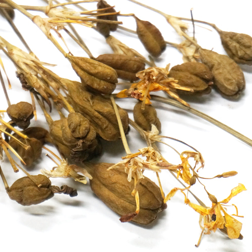 범부채 씨 50g (Belamcanda Chinensis Seed Whole) 국산-청주
