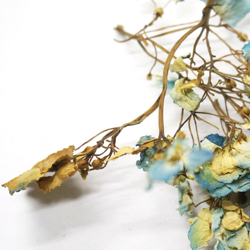 수국 꽃 50g (Hydrangea Macrophylla Flower) 국산-제주