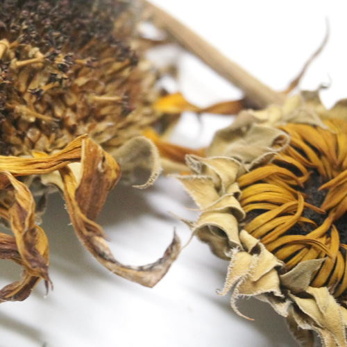 해바리기 전초 50g (Helianthus Annuus (Sunflower))