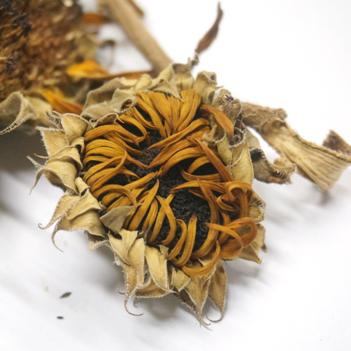 해바리기 전초 50g (Helianthus Annuus (Sunflower))