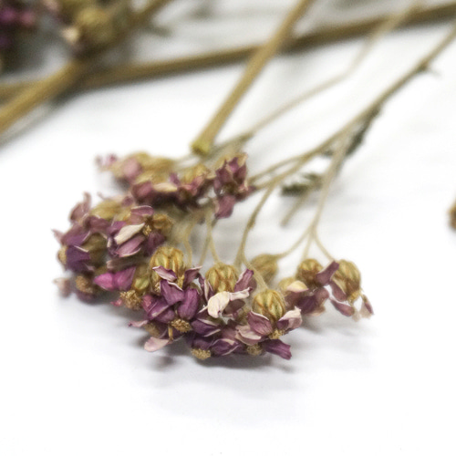 서양톱풀꽃(야로우) 50g (Achillea Millefolium Flower) 국산-청주