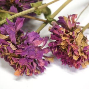 백일홍 꽃 50g (Zinnia Elegans Flower) 국산-청주
