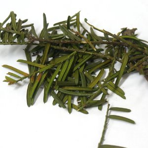 주목잎 50g (Taxus Cuspidata Leaf) 국산-청주