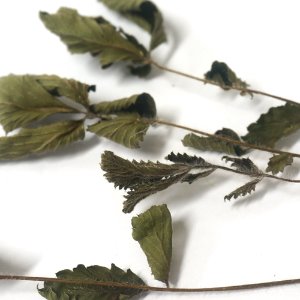 뱀딸기 잎 50g (Fragaria Indica Leaf) 국산-제천