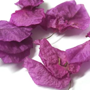 부겐빌레아 50g (Bougainvillea Glabra Flower) 국산