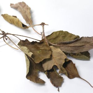 꽃사과(메이플사과) 잎/줄기 50g (Malus Prunifolia Leaf/Stem) 국산-청주
