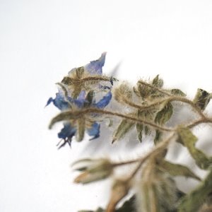 보리지꽃 50g (Borago Officinalis Flower) 국산-청주