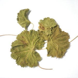 레이디스맨틀잎 50g (Alchemilla Vulgaris (Lady&#039;s Mantle) Leaf) 국산-청주