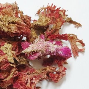 맨드라미 꽃 50g (Celosia Cristata Flower) 국산-청주