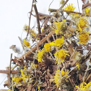 산국꽃/잎/줄기 50g (Chrysanthemum Boreale Flower/Leaf/Stem) 국산-청주