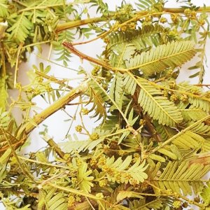 미모사아카시아잎 50g (Acacia Dealbata Leaf) 국산-청주