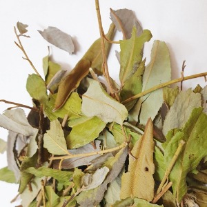 버드나무 잎 50g (Salix Koreensis Leaf) 국산-청주