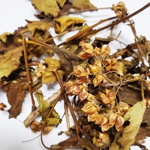 병꽃나무 전초 50g (Weigela subsessilis) 국산-청주
