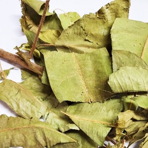 레몬유칼립투스 잎 30g (Eucalyptus Citriodora Leaf) 국산-청주