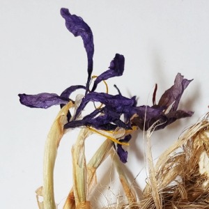 샤프란 꽃 50g (Crocus Sativus Flower) 국산-청주