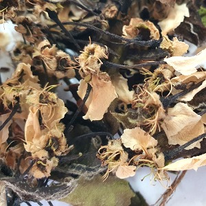 서양배꽃 30g (Pyrus Communis (Pear) Flower) 국산-청주