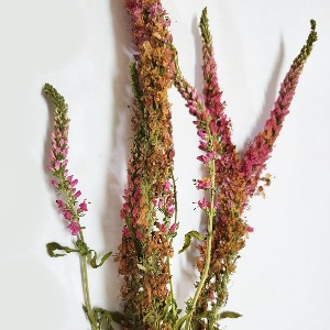 꼬리풀(전초) 50g (Veronica linariifolia) 국산-청주
