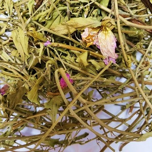 분홍달맞이(전초) 50g (Oenothera speciosa) 국산-청주
