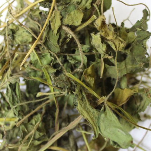 흰겨자 싹 50g (Brassica Alba Sprout) 국산-청주