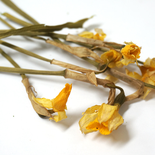 수선화꽃 50g (Narcissus Tazetta Flower) 국산