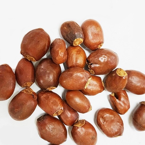 가시여지(그라비올라) 씨 50g (Annona Muricata(Graviola) Seed) 중국산