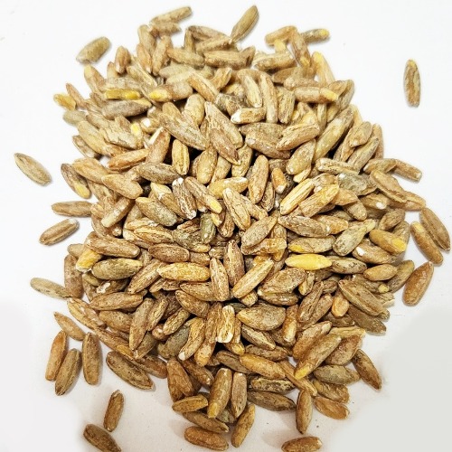 호밀씨 50g (Secale Cereale (Rye) Seed) 국산-고흥