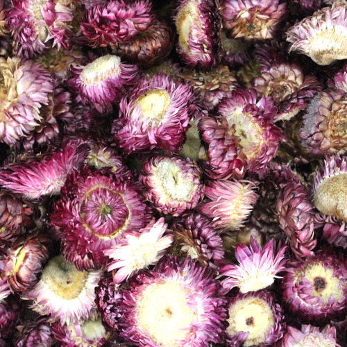 밀짚꽃(스트로우 플라워/칠색데이지/에베러세팅) 꽃 (퍼플) 1kg (Xerochrysum Bracteatum (Strawflower) Flower (Purple)) 중국산