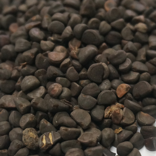 나팔꽃씨가루 1kg (Ipomoea Nil Seed Powder) 중국