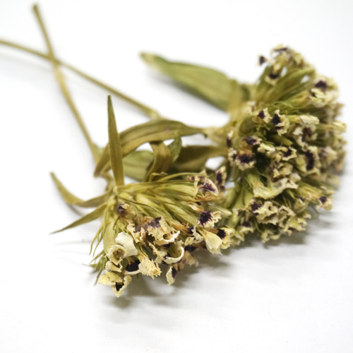 패랭이꽃(석죽) 꽃 50g (Dianthus Chinensis Flower) 국산-청주