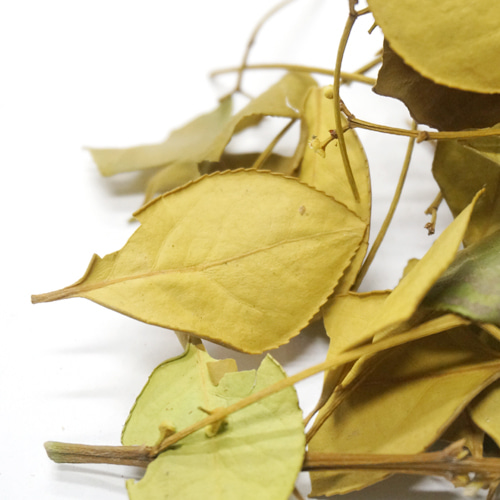 사철나무 잎 50g (Euonymus Japonicus Leaf) 국산-청주