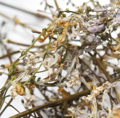 서양수수꽃다리(흰라일락) 꽃  50g (Syringa Vulgaris (Lilac) Flower) 국산-청주