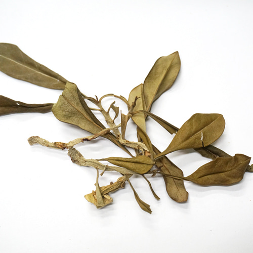 사막장미 잎 50g (Adenium Obesum Leaf) 국산-청주