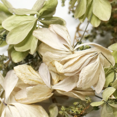 수국꽃 50g (Hydrangea Macrophylla Flower) 국산-청주