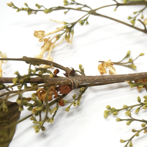 서양수수꽃다리(흰라일락) 전초  50g (Syringa Vulgaris (Lilac)) 국산-청주
