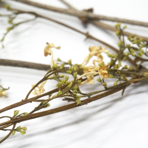서양수수꽃다리(흰라일락) 전초  50g (Syringa Vulgaris (Lilac)) 국산-청주