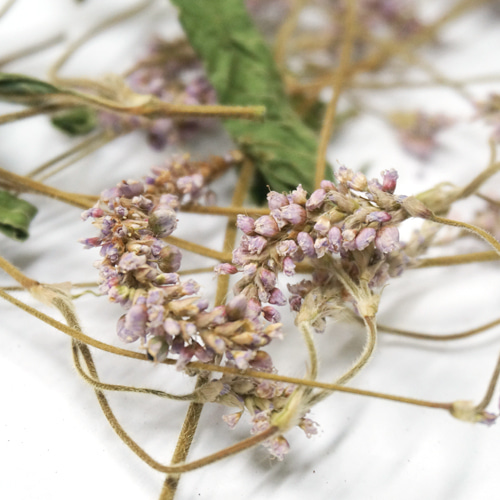 털여뀌꽃 50g (Persicaria orientalis) - 한국
