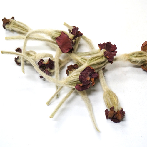 우단동자꽃 50g (Silene coronaria Flower) 국산-청주