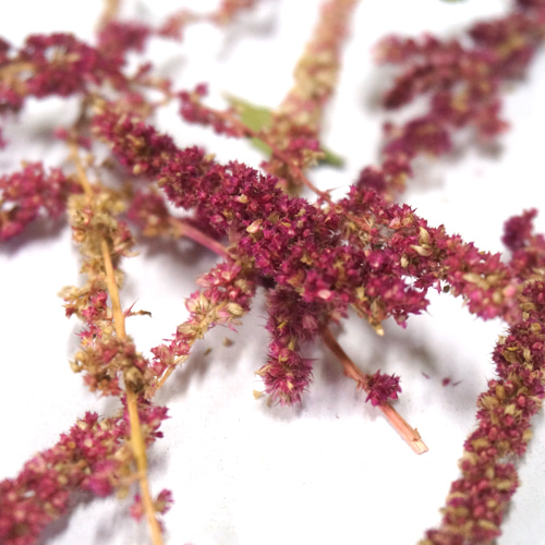 아마란스 꽃 50g (Amaranthus Hypochondriacus Flower) 국산-청주