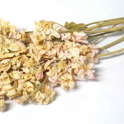 스토크꽃 50g (Matthiola Incana Flower) 국산