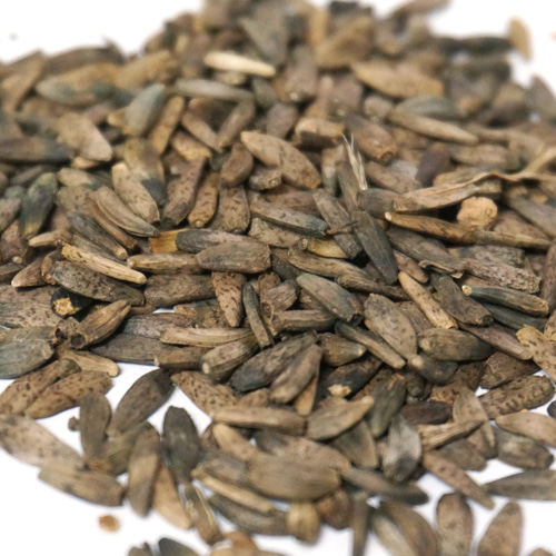 우엉 씨 50g (Arctium Lappa Seed) 국산-해남