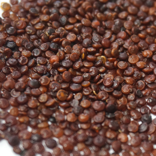 퀴노아씨 50g (Chenopodium Quinoa Seed) 페루