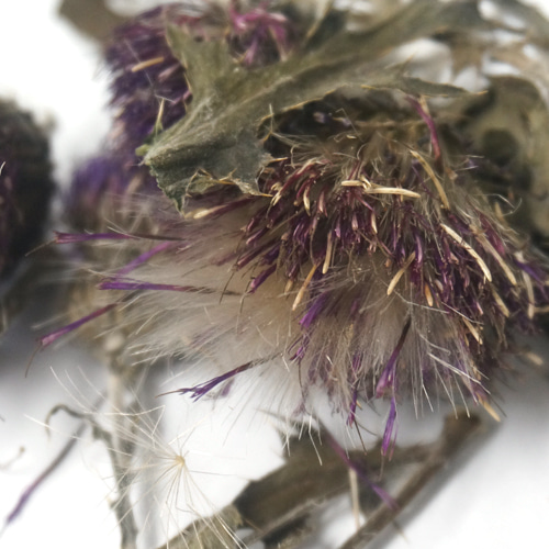 엉겅퀴 꽃 50g (Cirsium (Thistle) Flower) 국산