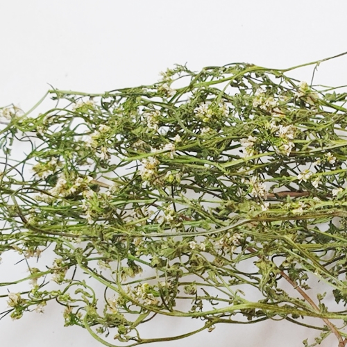 바람꽃(전초) 20g (Anemonastrum narcissiflorum) 국산-청주