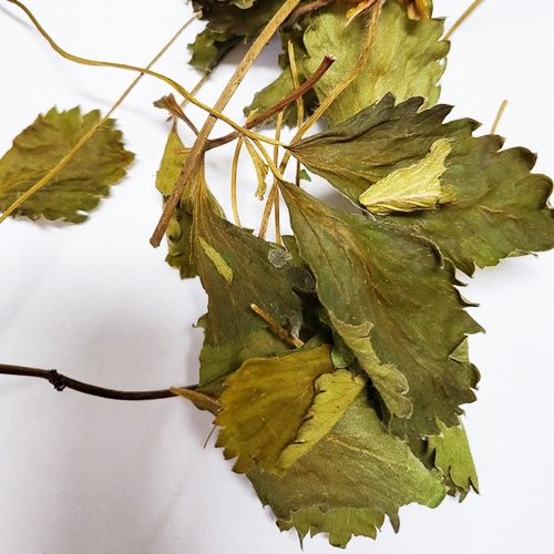 야생딸기 잎 50g (Fragaria Vesca Leaf) 국산-청주