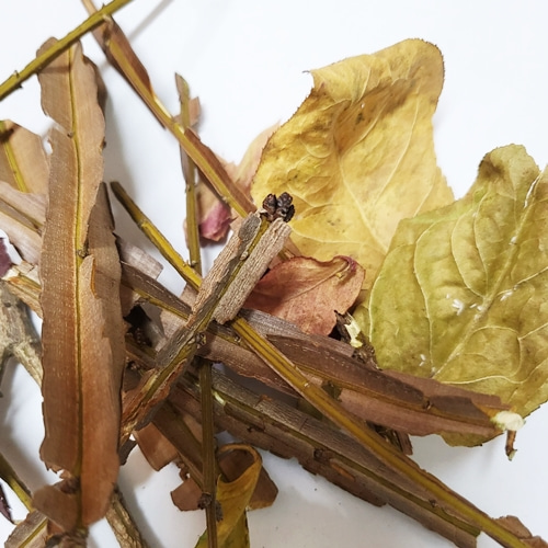 화살나무 잎/줄기 50g (Euonymus alatus Leaf/Stem) 국산-청주
