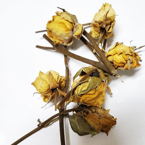 장미 꽃(하이브리드장미) 50g (Rosa Hybrid Flower) 국산-청주
