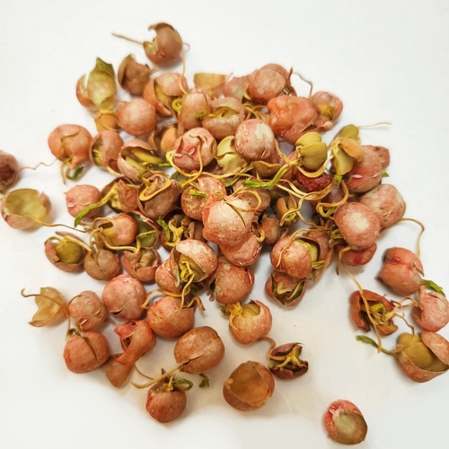 완두(완두콩) 싹 50g (Pisum Sativum (Pea) Sprout) 국산