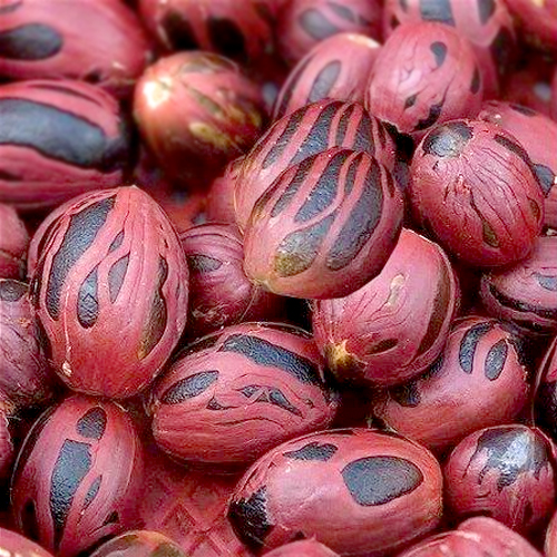 육두구 열매가루 100g (Myristica Fragrans (Nutmeg) Fruit Powder) 인도네시아